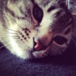 Stanley Watt - @stanleythecatx - Instagram