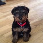 Stanley - @stanley_welsh_terrier - Instagram