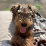 Stanley - @welsh.terrier.stanley - Instagram