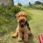 STANLEY 🐾 - @stanley_the_welsh_terrier - Instagram