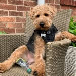 Stanley Stainsby - @stanley_the_welshie - Instagram