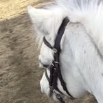 Stanley welsh a 11.3 ❤️❤️ - @that_pony_stanley - Instagram