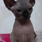 Stanley Williamson - @williamson7955 - Instagram