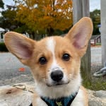 Stanley - @lordstanleyofwindsor - Instagram