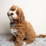 Stanley Yates - @stanley_the_cavoodle22 - Instagram