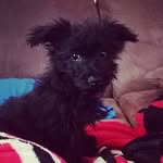 Stanley - @black_stanley_yorkiepoo - Instagram