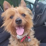🐾Stanley Offley - @stanley_yorkiee - Instagram