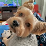 Stanley the Yorkie - @stanley.yorkie - Instagram