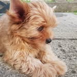 Stanley von Schloss Glopper - @prince_stanley_the_yorkie - Instagram