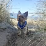 @stanley_yorkie - Instagram