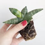 Суккуленты и подарки в Минске - @stargreen.by - Instagram