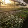 Star Greenhouse - @stargreenhouse - TikTok