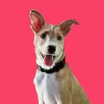 Star Marquez - @starboy_thepup - Instagram