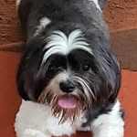 Star Muhammad - @star_da_nj_shih_tzu - Instagram