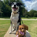 Buddy and Starla - @buddy.and.starla - Instagram