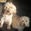 Buddy and Starla - @buddyandstarla - TikTok