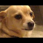 @buddyandstarla - Instagram