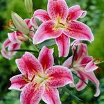 Starla Hart - @starlilymagic - Instagram