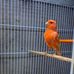 Star Bird - Facebook
