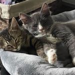 Starr-Burke Zoo House - @starr_burke_zoo - Instagram