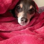 Star Ferguson - Facebook