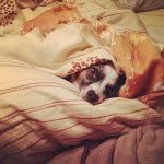 Ringo Starr Patterson - @lil_whitewolf - Instagram