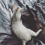 Stefan Batory - @stefan_and_batory - Instagram