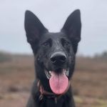Stefan Bosman - @stefanbosmanwolfje - Instagram