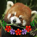 Stefan David - Facebook