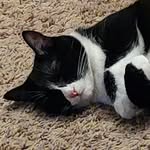 Stefan Hernandez - @dog.and.kitten - Instagram