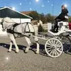 stefaniehowe8 - @stefaniehowe8 - TikTok