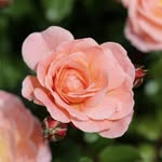 Stefanie Barron - @stefaniebarronlba85818 - Instagram
