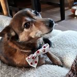 Stefanie Howard - @stefh1969 - Instagram
