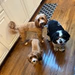 Stefanie Edelman Leone - @funkypetunia39 - Instagram