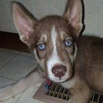 Stefanie L. Miles - @obsidian_siberians - Instagram
