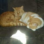 Stefanie Miles - @catapalooza852 - Instagram