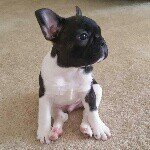 Steff Smith - @jonsnow_thefrenchie - Instagram