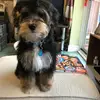 steffanhughes6 - @steffanhughes6 - TikTok