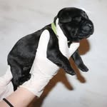 Steffan Jones - @jwlabradors - Instagram