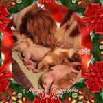 Steffanie Housman - @lilibetthecav - Instagram