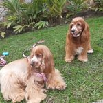 Stella Zafra Aranda - @sweetie_lolita - Instagram