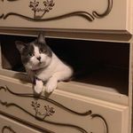 Stella Bartolomew Baldwin - @kittystella2019 - Instagram