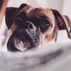 stella - @bella_stella_baron - TikTok