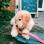 Stella Blue Baron - @stella.blue.baron - Instagram