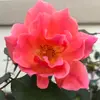 Stellab - @stellabaron68 - TikTok