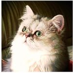 Stella Barton - @myfairstella - Instagram