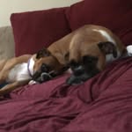 Stella & Bauer - @stella.bauerboxers - Instagram