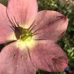 Stella Bauer - @bauer_stella - Instagram