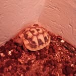 Stella Bauer - @stella_turtle_power - Instagram