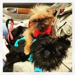 Baxter & Stella - @baxter_stella7345 - Instagram